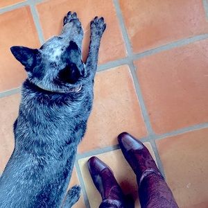 Wine and black fitted dressy hi boot by Franco Sarto- mint condition